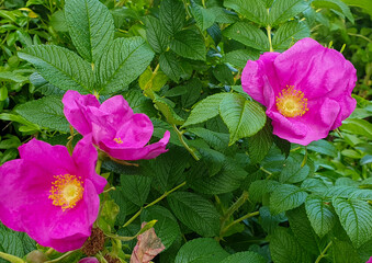 Bright pink briar rose