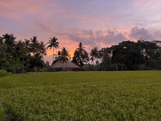 sunset over rice fields