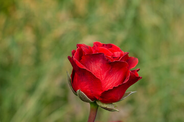 Fototapeta premium rose
