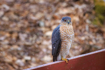 Coopers Hawk perched on wood rail while snowing