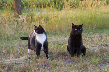 Two cats during walking in the fields