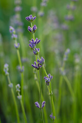 lavender flowers, lavender on the field
