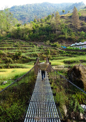 suspension bridge view with rice fields