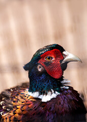 Phasianus colchicus torquatus, pheasant, common pheasant headshot,  Ring- necked bird, Close up of Male American Common Pheasant, male headshot, Ringneck Pheasant, 
