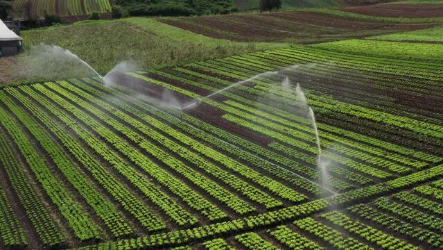 Irrigação por dispersão em horta brasileira