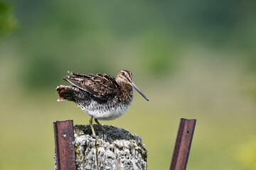 Wilson's Snipe bird sits perched on a rotted fence post along the edge of an agriculture field