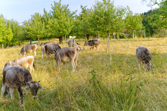 Herd of Rätisches gray cattle grazing at meadow on a sunny late spring evening at City of Zürich district Schwamendingen. Photo taken June 17th, 2023, Zurich, Switzerland.