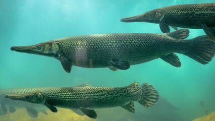 Alligator gar (Atractosteus spatula), Close up of alligator gar, Crocodile fish, Alligator gar fish in aquarium tank, An Alligator gar Atractosteus spatula while swimming on a huge aquarium, 4K Photo