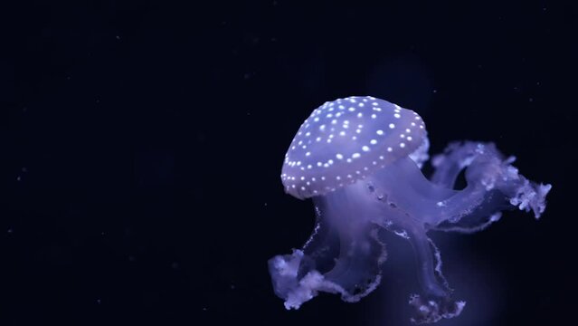 Ocean wildlife: Spotted Australian jellyfish