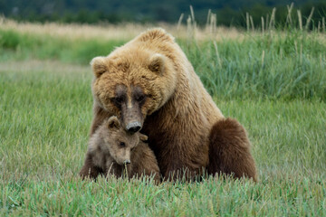 Naklejka premium Mother grizzly bear and her cub