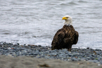 american bald eagle on beach