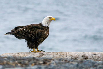 Fototapeta premium american bald eagle on the beach