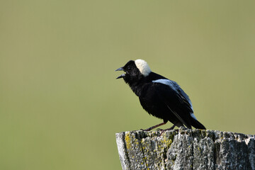 Bobolink bird sits perched singing from the top of a rotten fence post along the edge of an agriculture field
