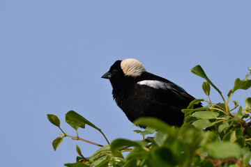 Bobolink bird sits perched in a bush along the edge of an agriculture field