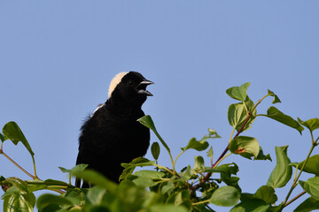 Bobolink bird sits perched in a bush along the edge of an agriculture field