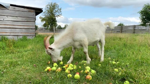 White furry horned goat eating apples on farm, selective focus. Cud-chewing animal