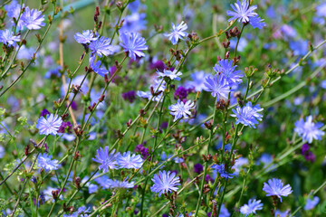 A lot of wild chicory grows in the meadow
