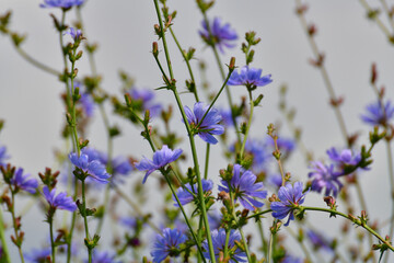 Fototapeta premium A lot of wild chicory grows in the meadow