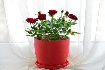 Red rose in pot stand on windowsill against the background of tulle