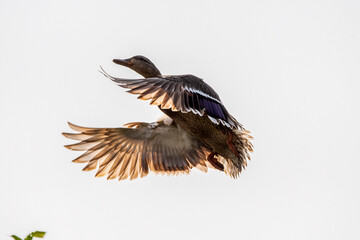 Mallard flying overhead in sunlight