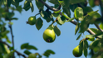 A green pear. A pear on a tree branch. A pear in the sunlight