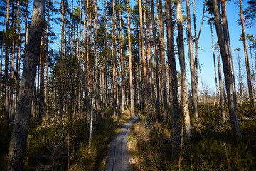 Woodent road in pine forest, selective focus
