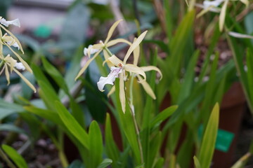 Flower of orchid in Latin called Miltonia flavescens, the yellowish miltonia native to South America. On the background there are defocused leaves of the plant. 