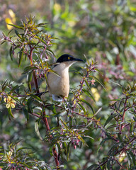 A Black-capped Donacobius perched on a tree. Species Donacobius atricapilla. Birdwathching. Birding. Yellow bird.