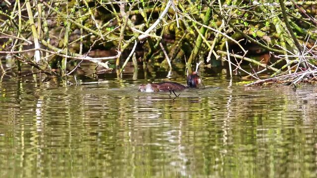 Great Crested Grebe, Podiceps cristatus has caught a fish. Bird with beautiful orange colors, a water bird with red eyes. It is the largest member of the grebe family found in the Old World.