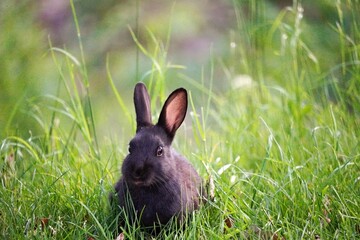 Kaninchen mitten in Wien