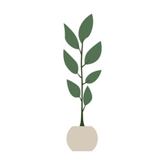 Home plant tree in a pot. Vector flat illustration on isolated background. 