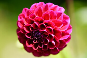 This flower blooms in June