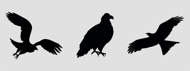 Set of three black eagle silhouettes. Vector on gray background.
