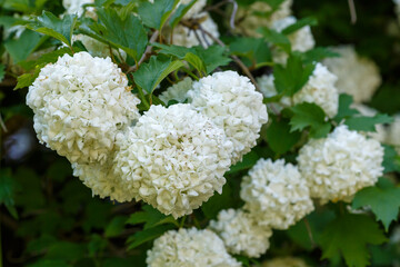 Chinese snowball viburnum flower heads are snowy. Guelder rose (viburnum opulus, viburnum Boul de Neige) in spring garden. Decorative shrubs in landscape design