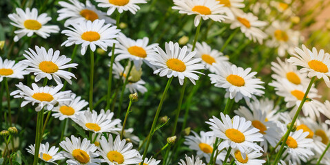 Fototapeta premium Flowers of Chamomile or daisy in garden. A beautiful scene of nature with blooming Chamomile. Summer floral background. Daisy background