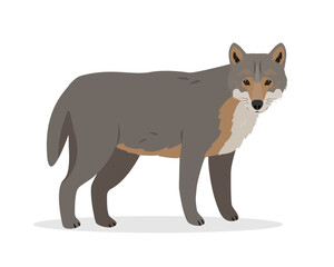 Wild gray Wolf animal icon isolated on white background. Canis lupus. Vector illustration.