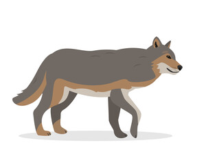 Running wolf. Wild gray Wolf animal icon. Canis lupus. Vector illustration isolated on white background.