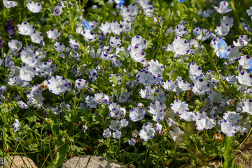 Nemophila ( lat. Nemophila ) is a genus of herbaceous plants of the Waterfolia family