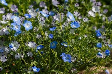 Nemophila ( lat. Nemophila ) is a genus of herbaceous plants of the Waterfolia family
