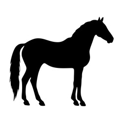silhouette of a horse