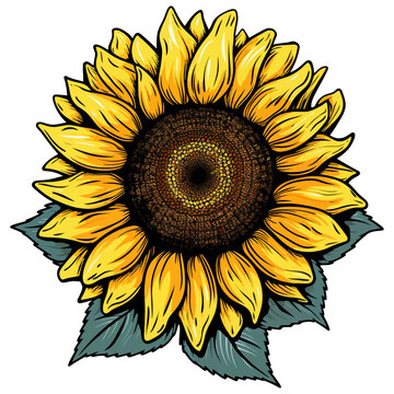 Open unflower colored illustration. Hand painted flowers. Sunflower isolated on white background
