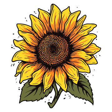 Open unflower colored illustration. Hand painted flowers. Sunflower isolated on white background