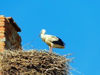Fototapeta premium stork in the nest in a church
