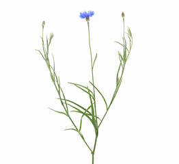 Fototapeta na wymiar Single cornflower plant with blue flower isolated on white, Centaurea cyanus