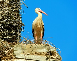 stork in the nest in a church