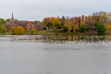 Gulls On Fox River At De Pere, Wisconsin, During Fall Migration
