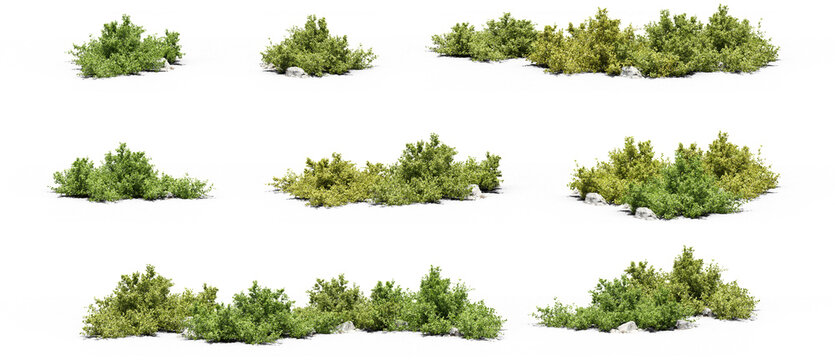 set of bushes photorealistic 3D rendering with transparent background, for illustration, digital composition, architecture visualization
