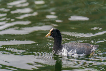 The white crowned subspecies of Andean coot