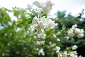 white flowers