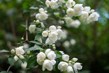 white flowers of tree